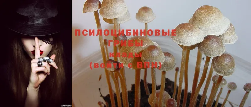 Галлюциногенные грибы MAGIC MUSHROOMS  дарнет шоп  мега ССЫЛКА  Заводоуковск 